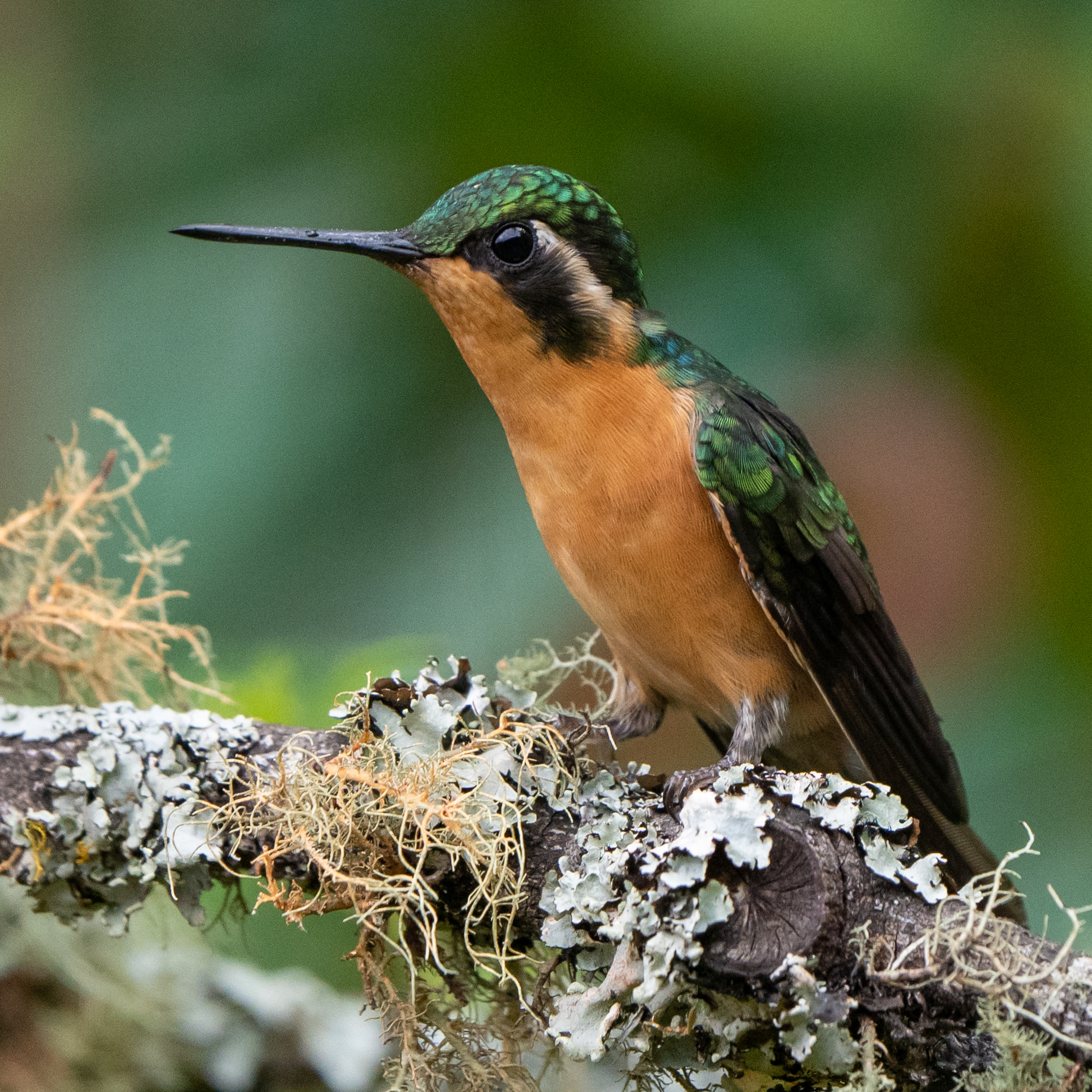 White-throated Mountain-gem illustration