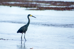 Egretta garzetta dimorpha
