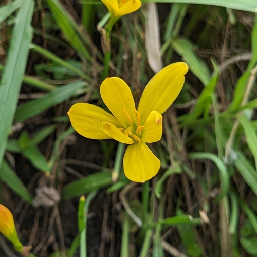 Zephyranthes citrina