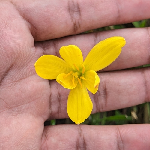 Zephyranthes citrina