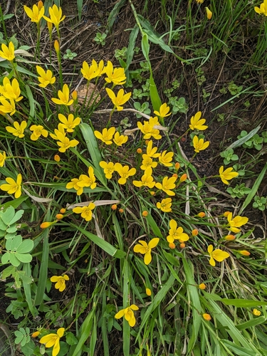 Zephyranthes citrina