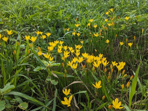 Zephyranthes citrina