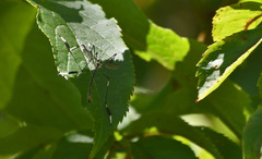 Bittacomorpha occidentalis