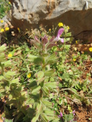 Salvia viridis