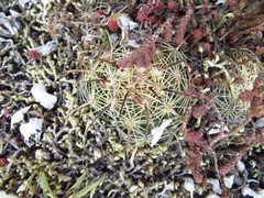 Coryphantha radians