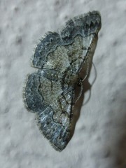 Zamarada minimaria