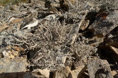 Stereocaulon colensoi