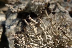 Stereocaulon colensoi