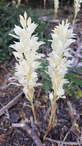 Phantom orchid (Cephalanthera austiniae)