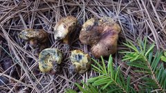 Gastroboletus