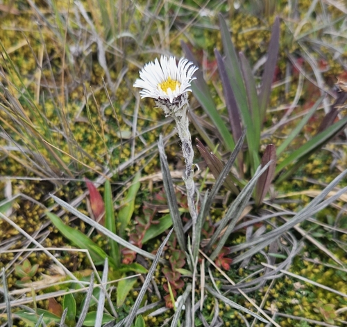 Oritrophium peruvianum, photograph 5