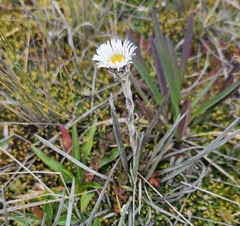 Oritrophium peruvianum, photograph (c) Nash Turley, some rights reserved (CC BY)