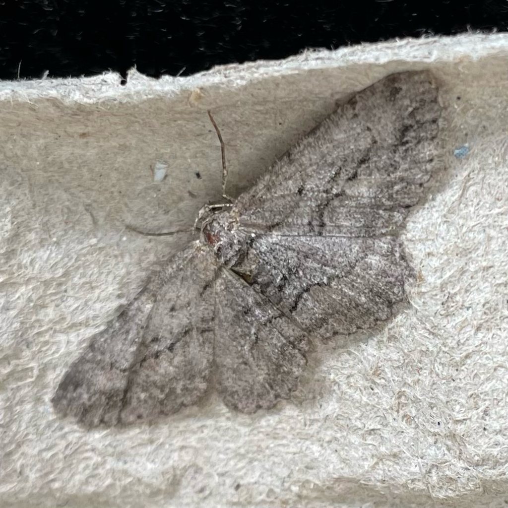 Common Gray from Peterborough on June 26, 2023 at 10:11 AM by ...