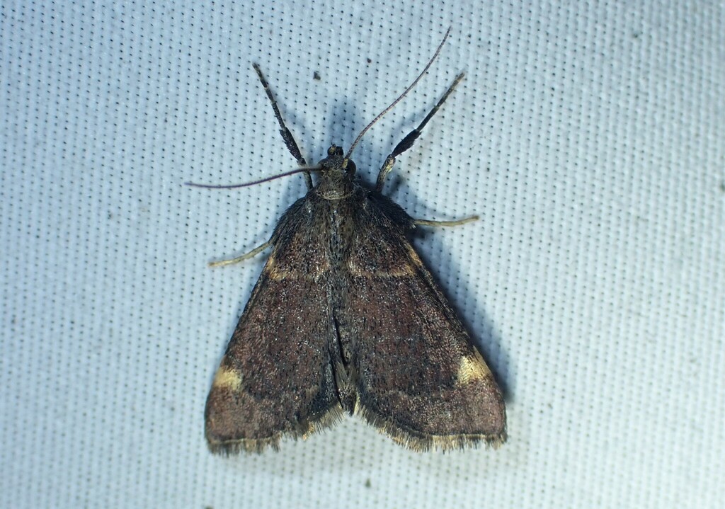 Spruce Needleworm Moth from 6400 Route d'Aiguebelle (D), Rouyn-Noranda ...