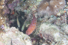 Pseudocheilinus octotaenia