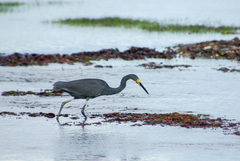 Egretta garzetta dimorpha