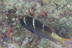Monotaxis heterodon