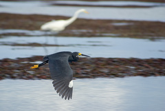 Egretta garzetta dimorpha