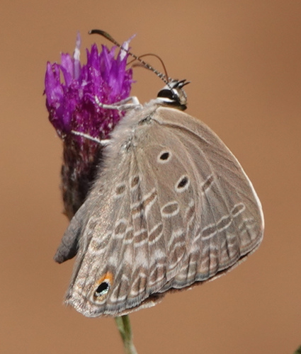 Grey Smoky Blue