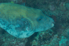 Arothron caeruleopunctatus