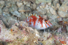 Cirrhitichthys falco