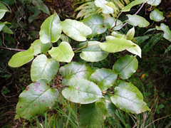 Muehlenbeckia complexa grandifolia