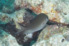 Chromis ternatensis