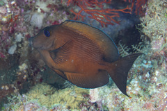 Ctenochaetus binotatus