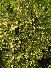 Acacia littorea