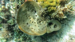 Ircinia campana