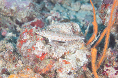 Parapercis clathrata