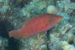 Cheilinus oxycephalus