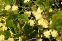 Acacia littorea