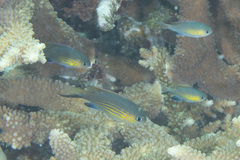 Pycnochromis vanderbilti