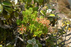 Pimelea buxifolia