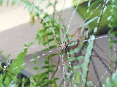 Gasteracantha cancriformis