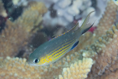 Pycnochromis vanderbilti