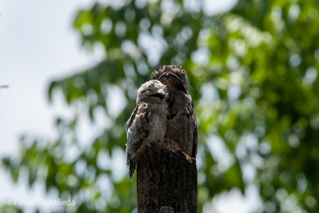 Northern Potoo from ZOOMAT on June 27, 2023 at 12:04 PM by Paulo ...