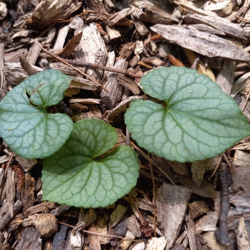 Image of Viola hirsutula by (c) Ramon and Suzanne Vargas, some rights reserved (CC BY-SA)