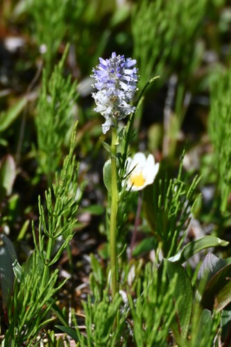 Image of Lagotis glauca by (c) Syd Cannings, some rights reserved (CC BY)