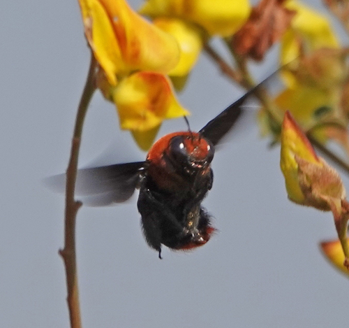 Orange-headed Carpenter