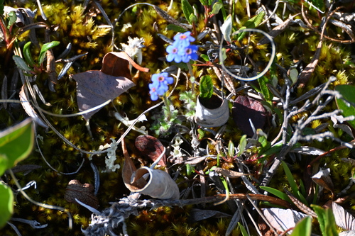 Image of Eritrichium aretioides by (c) Syd Cannings, some rights reserved (CC BY)