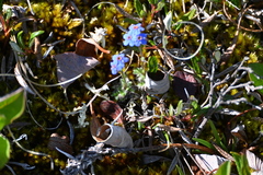 Eritrichium aretioides, photograph Syd Cannings, CC BY, iNaturalist via GBIF