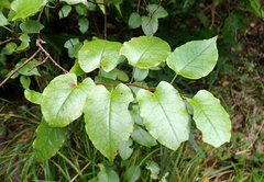 Muehlenbeckia complexa grandifolia