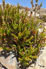 Epacris alpina