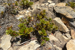 Gaultheria colensoi