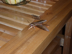 Gnathothlibus erotus