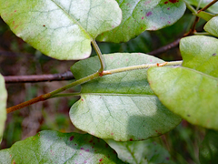 Muehlenbeckia complexa grandifolia