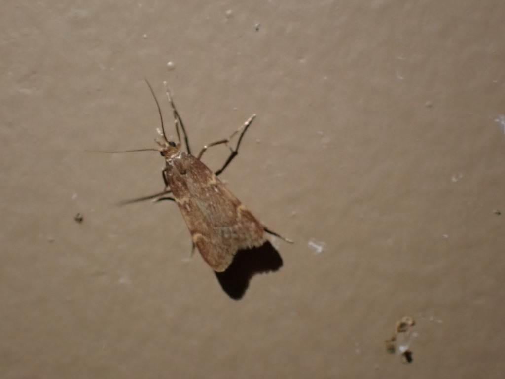 Acallis gripalis