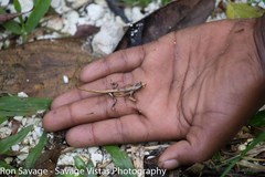 Anolis barbouri